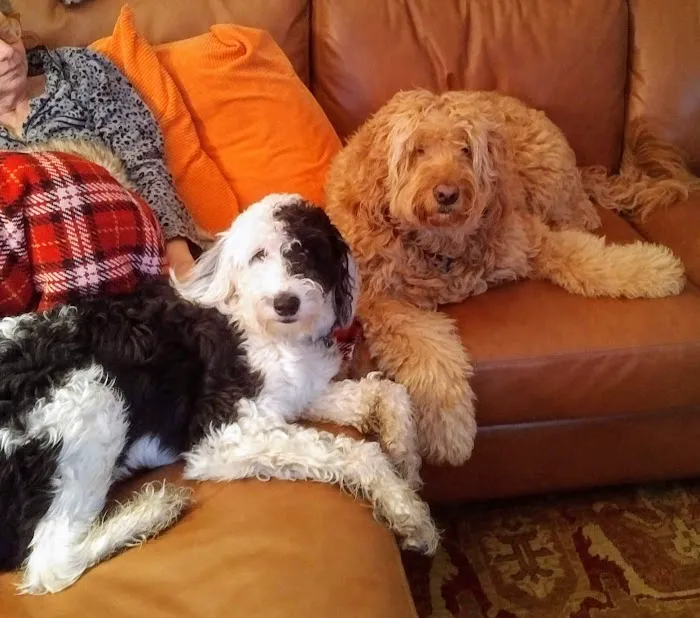 Log Cabin Animal Hospital Picture 3