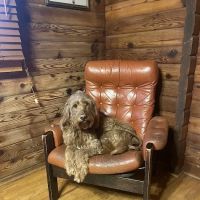Log Cabin Animal Hospital ico