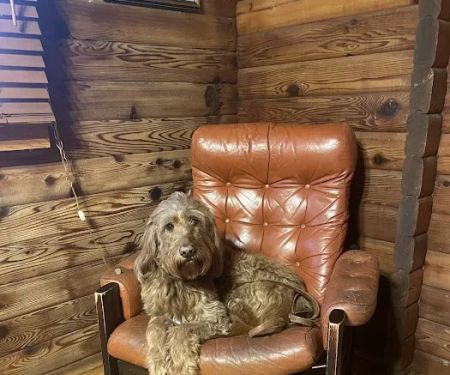 Log Cabin Animal Hospital