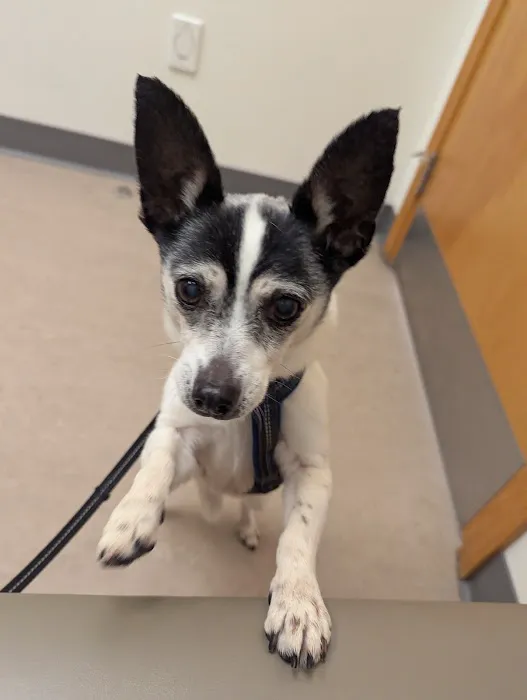 VCA Lantern Road Animal Hospital Picture 6