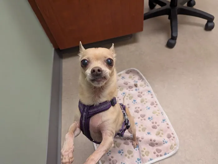 VCA Lantern Road Animal Hospital Picture 4