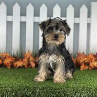 Happiness is Pets ico