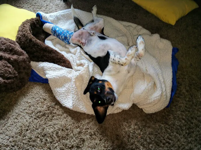 Stauffer Veterinary Surgical Center Picture 5