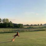 Stauffer Veterinary Surgical Center