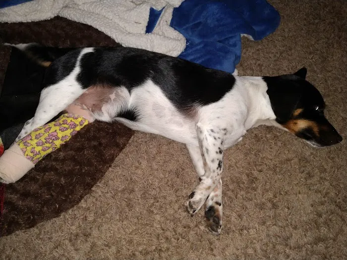 Stauffer Veterinary Surgical Center Picture 9