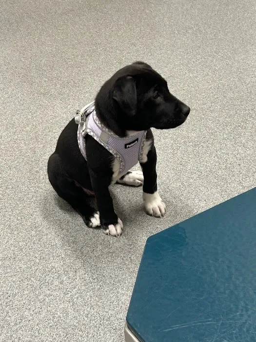 Ingalls Pet Wellness Clinic Picture 7