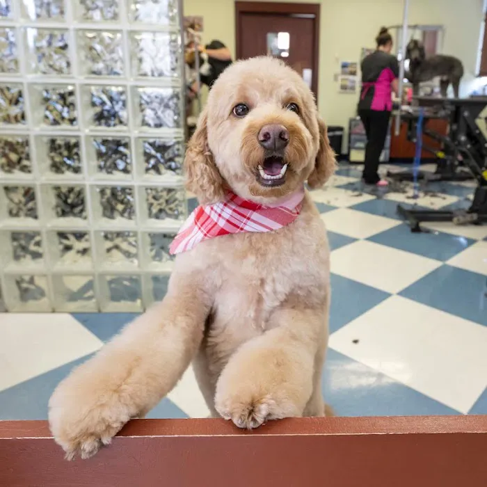 Bridgeview Pet Wellness Clinic Picture 10