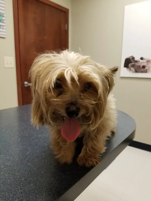 Bridgeview Pet Wellness Clinic Picture 5