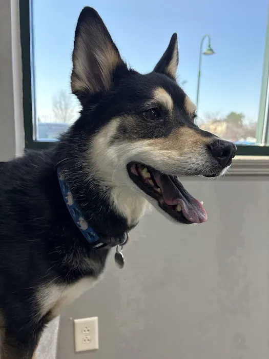 Bridgeview Pet Wellness Clinic Picture 9