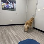 Bridgeview Pet Wellness Clinic