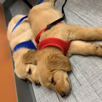 Brookschool Road Vet Clinic ico