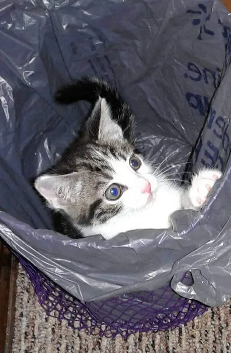 Lapel Animal Clinic Picture 1