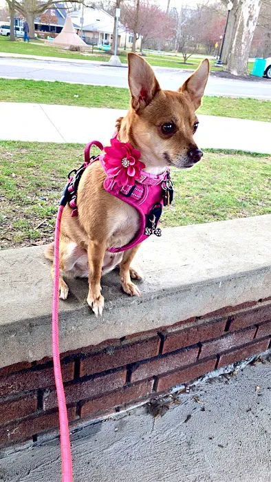 Lapel Animal Clinic Picture 8
