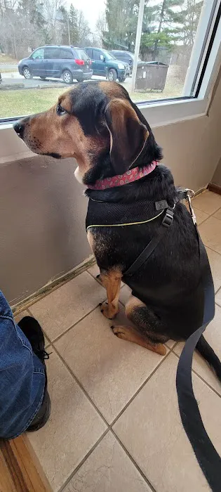 Lapel Animal Clinic Picture 5