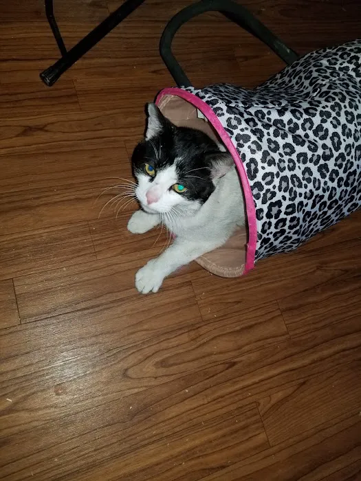 Lapel Animal Clinic Picture 4