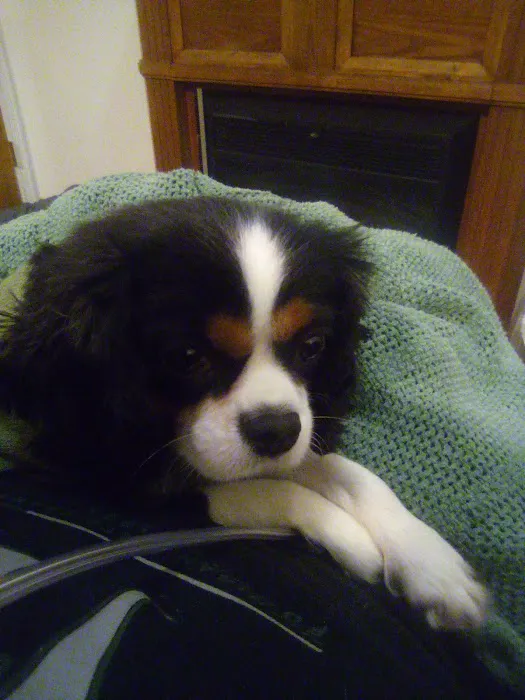 Lapel Animal Clinic Picture 9