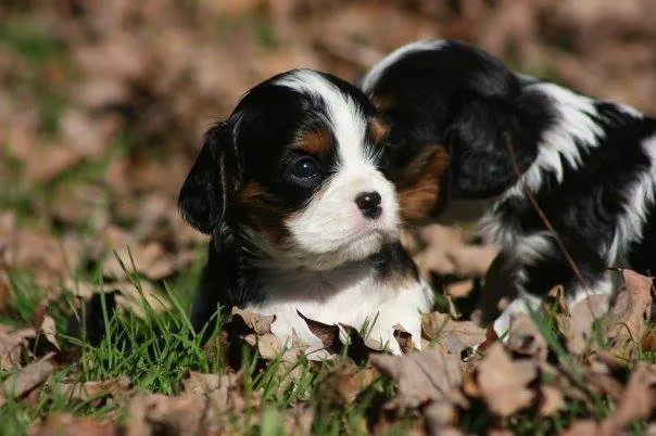 Lapel Animal Clinic Picture 7
