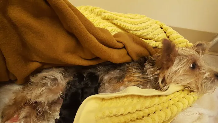 Boyce Animal Hospital Picture 8