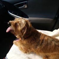 Bruns Animal Clinic, LTD ico