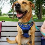 Heartland Veterinary Care