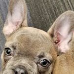 Oakview Veterinary Hospital