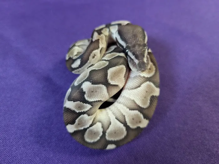 Standout Serpents Picture 2