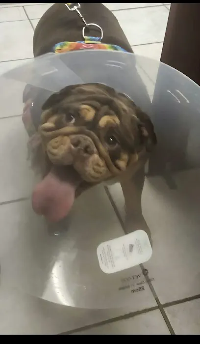 Care Animal Hospital: Hobson Matt DVM Picture 1