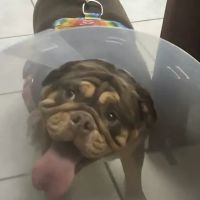 Care Animal Hospital: Hobson Matt DVM ico