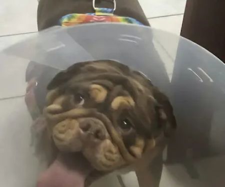 Care Animal Hospital: Hobson Matt DVM