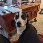 Care Animal Hospital