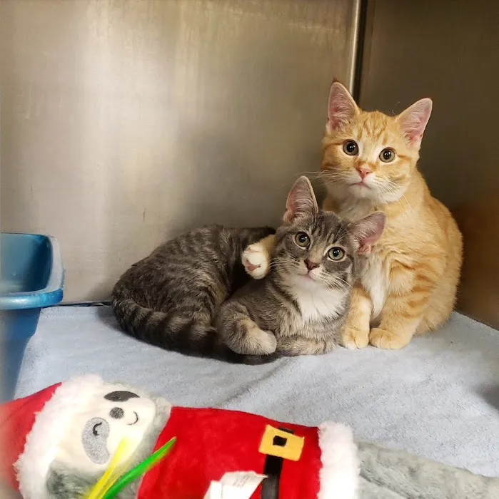 Care Animal Hospital Picture 9