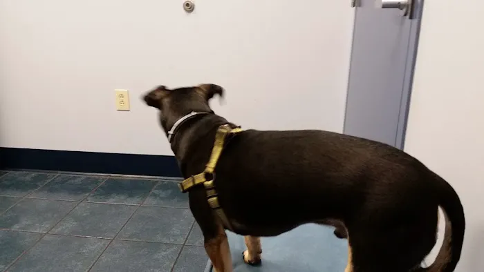 Paws Inn Animal Hospital Picture 2