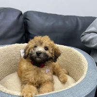 Petland Austin Landing ico