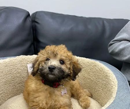 Petland Austin Landing