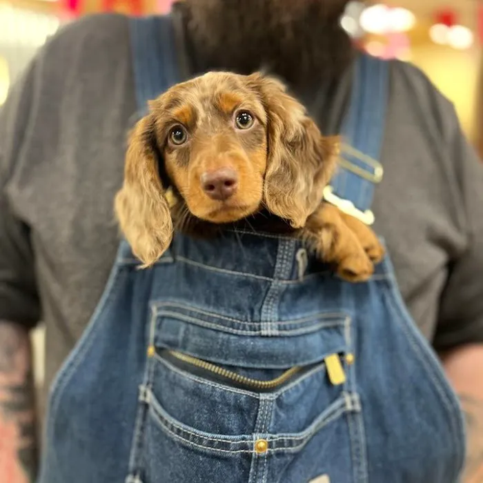 Petland Austin Landing Picture 10