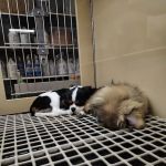 Petland Dayton
