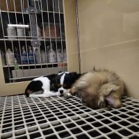 Petland Dayton ico