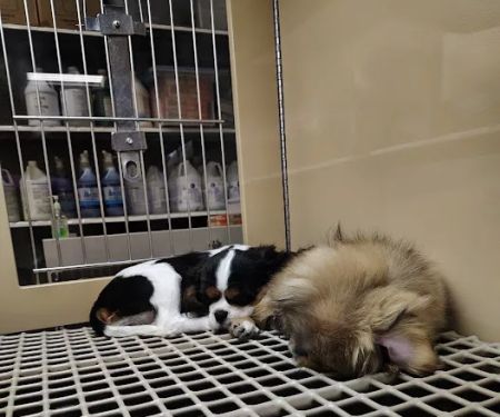 Petland Dayton