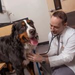 Banfield Pet Hospital