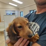 VCA Northwood Animal Hospital