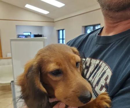 VCA Northwood Animal Hospital