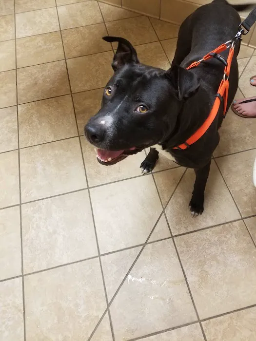 VCA Northwood Animal Hospital Picture 6