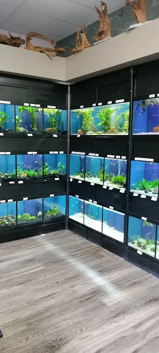 Aquarium Artisans Picture 7