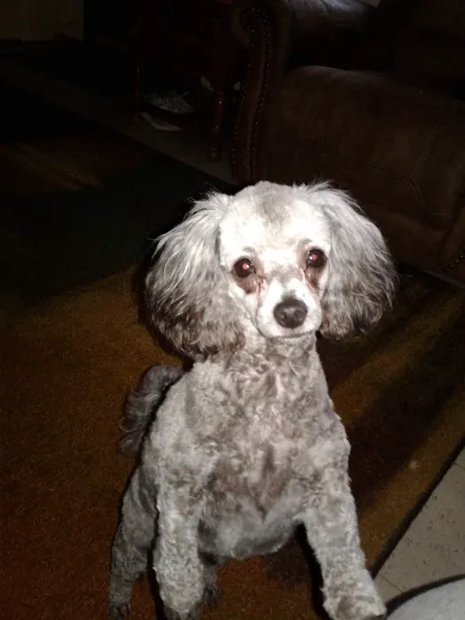 Ridgeview Animal Clinic Picture 2