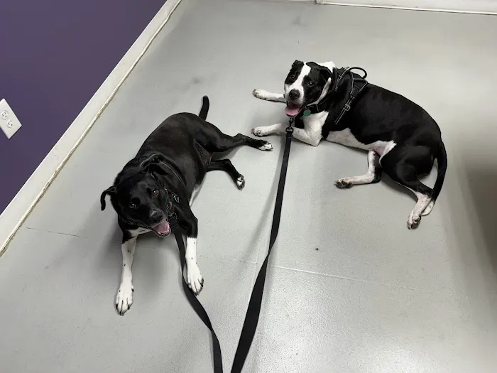 Ridgeview Animal Clinic Picture 1