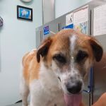 Avatar Holistic Veterinary Services