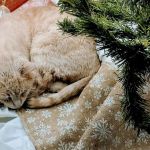 Town & Country Veterinary Services