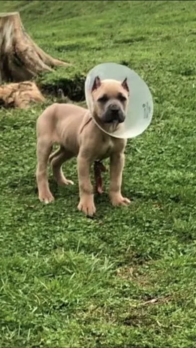 Town & Country Veterinary Services Picture 7