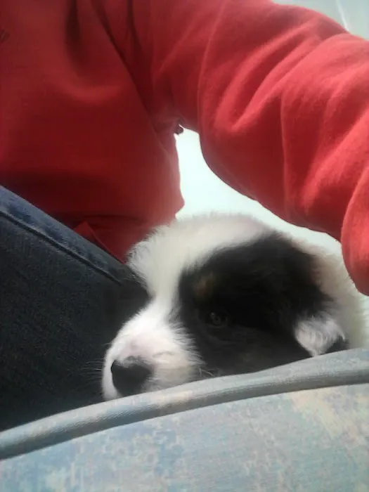 Preferred Veterinary Care Picture 4