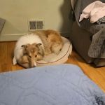 Preferred Veterinary Care